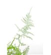 Esparraguera plumosa 50 - ESPPLU2