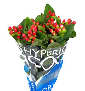Hypericum coco diablo 40 - HYPCOCDIA