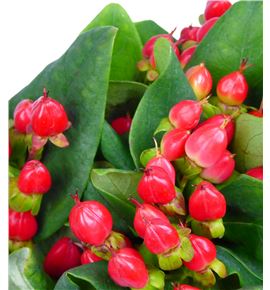 Hypericum coco diablo 40 - HYPCOCDIA