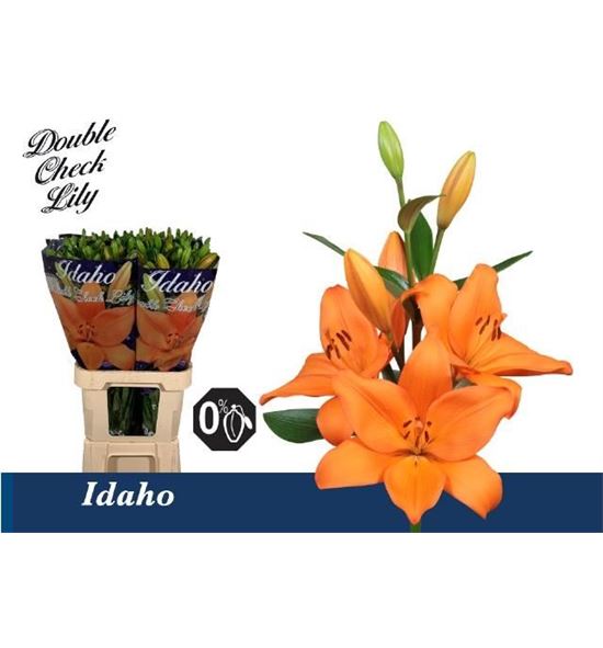 Lilium la hol idaho 90 - LAHIDA