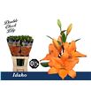 Lilium la hol idaho 90 - LAHIDA