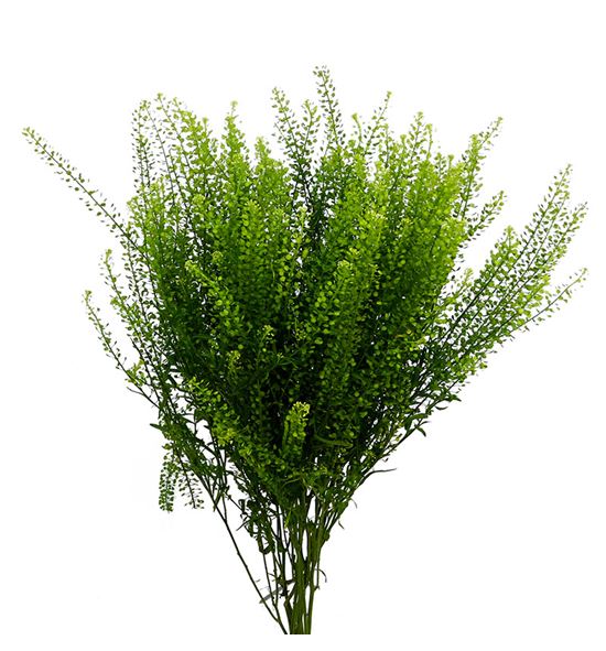 Lepidium green dragon 60 - LEPGREDRA