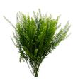 Lepidium green dragon 60 - LEPGREDRA