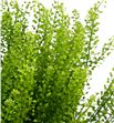 Lepidium green dragon 60 - LEPGREDRA1