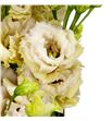 Lisianthus blue chateau 70 - LISBLUCHA1