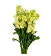 Matthiola anytime yellow 55 - MATANYYEL