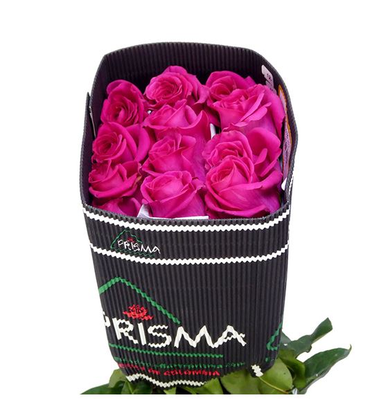 Rosa ecu pink floyd 60 - REPINFLO