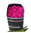 Rosa ecu pink floyd 60 - REPINFLO