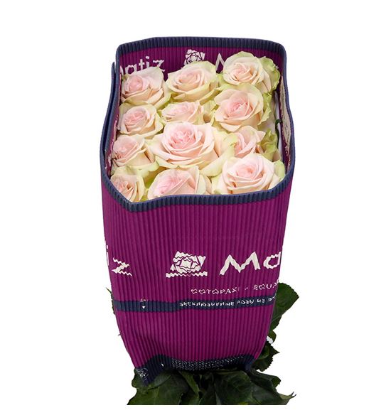 Rosa ecu salma 60 - RESAL