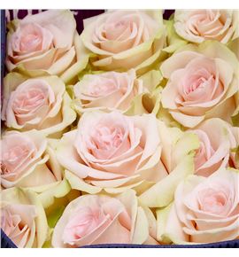 Rosa ecu salma 60 - RESAL