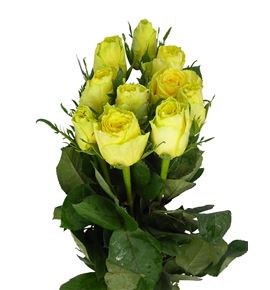 Rosa hol momentum 60 - RGRGOOTIM