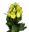 Rosa hol momentum 60 - RGRGOOTIM