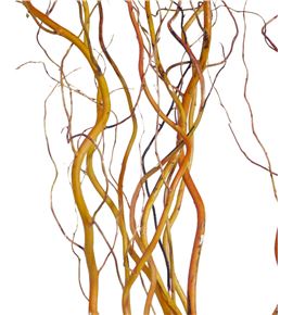 Salix golden curl 120 - SALGOLCUR