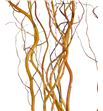 Salix golden curl 120 - SALGOLCUR1