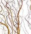 Salix golden curl 120 - SALGOLCUR2