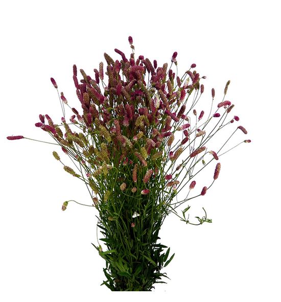 Sanguiso officinalis 80 - SANPINTAN