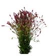 Sanguiso officinalis 80 - SANPINTAN