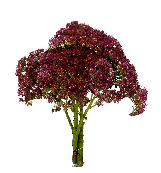 Sedum herbstfreude 60 - SEDHER