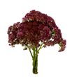 Sedum herbstfreude 60 - SEDHER