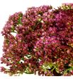 Sedum herbstfreude 60 - SEDHER1