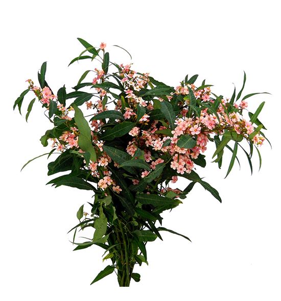 Euph pink baron 70 - EUPPINBAR