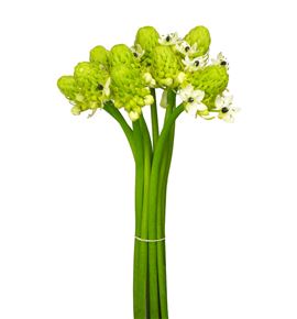 Ornitogalum saundersiae 90 - ORNSAU