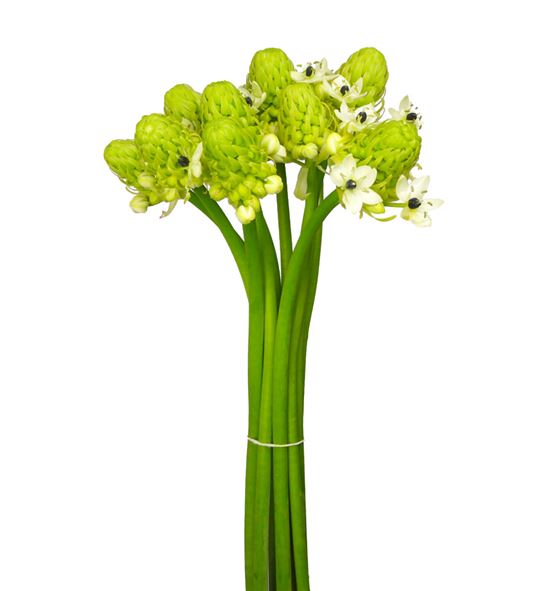 Ornitogalum saundersiae 90 - ORNSAU