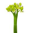 Ornitogalum saundersiae 90 - ORNSAU