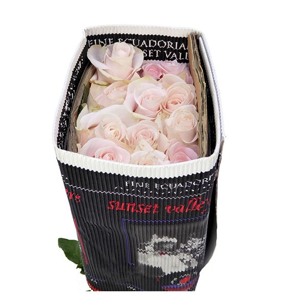 Rosa ecu pomarosa 60 - REPOM