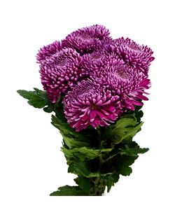 Cr regalmist purper 80 - CRGREGPUR