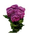 Cr regalmist purper 80 - CRGREGPUR