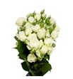 Rs ramificada white bubbles 50 - RTRWHIBUB