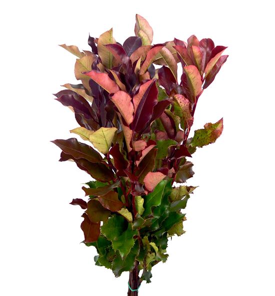 Photinia - PHOMAGVOL