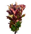 Photinia - PHOMAGVOL