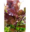 Photinia - PHOMAGVOL1