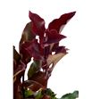 Photinia - PHOMAGVOL2