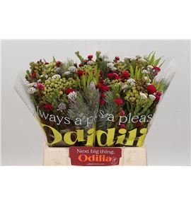 Bqt kaaps mountain mix 40 - BQTKAAMOUMIX