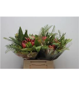 Bqt safari protea round 40 - BQTSAFPROROU