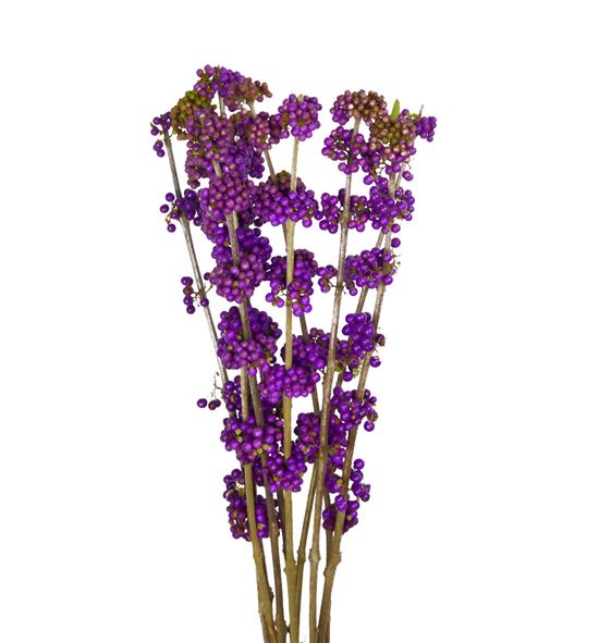 Callicarpa 120 - CAL