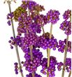 Callicarpa 120 - CAL1