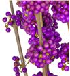 Callicarpa 120 - CAL2