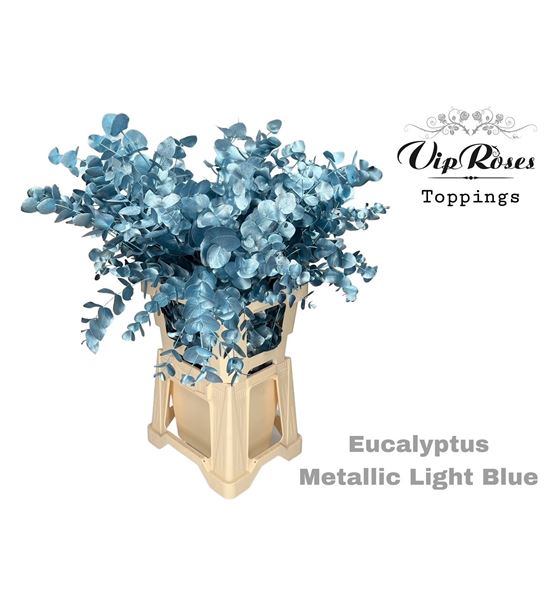 Eucaliptus cinerea metalic light blue 65 - EUCCINMETLIGBLU