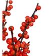 Ilex oudijk´s orange 60 - ILEOUDORA1