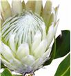 Protea artic ice 70 - PROCYNFULMOO2