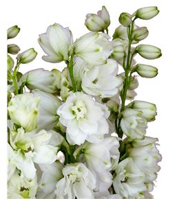 Delphinium guardian white 90 - DELGUAWHI