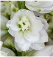 Delphinium guardian white 90 - DELGUAWHI2