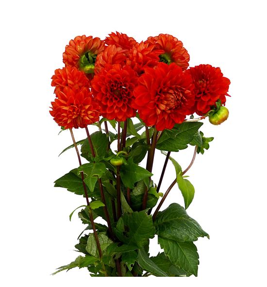 Dahlia salsa 50 - DAHSAL