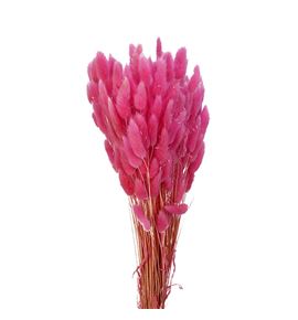 Lagurus seco rosa oscuro - LAGSECROSOSC