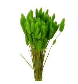 Lagurus seco verde claro - LAGSECVERCLA