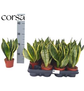 Pl. sanseveria futura 30cm x12 - SANFUT12930